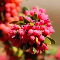 آب و زمین کشاورزی دشت شیرکاب