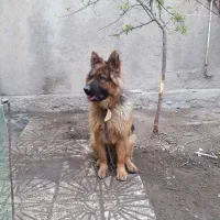 سگ ژرمن|سگ|اردبیل, |دیوار