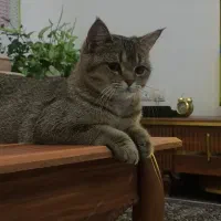 بریتیش ماده