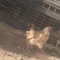 پرندگان مزرعه