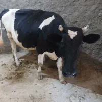 گاو وگوساله