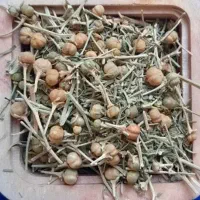 اسپند آتیشی کوهی