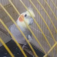 عروس هلندی نر