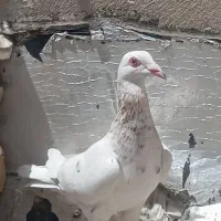کبوتر رنگی