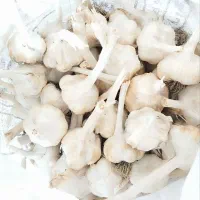 سیر درجه یک