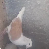 ماده پشت کاکل نصل هفت رنگ