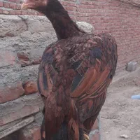 معاوضه با گندم بوقلمون غاز