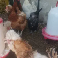 مرغ و خروس لهستانی