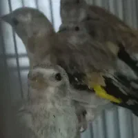جوجه سهره
