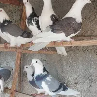 کبوتر پرشی سورور شازده سبز مهر یه کتی