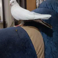 کفتر