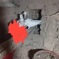 کفتر.