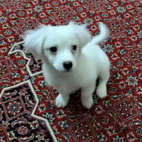 سگ پودل ۳ ماهه