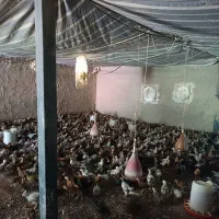 جوجه دورگ محلی از۴۰۰گرم تا یک کیلو و دویست گرم
