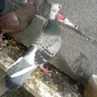 قره|پرنده|شیراز, جوادیه|دیوار