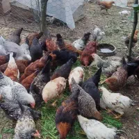 مرغ گلپایگانی اصیل و سنگین‌وزن (گله خانگی)