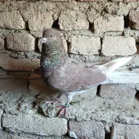کفتر پرشی