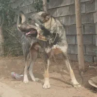 سگ پژدر