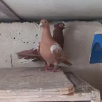 کفتر میولمنز