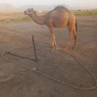 فروشی نریک نیم ساله