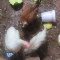 فروش مرغ و جوجه کاکلدار و پاپر