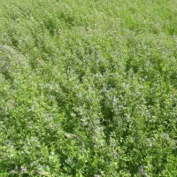 گاه یونجه