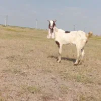 بز.