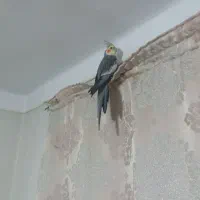 عروس هلندی نر و مرغ عشق