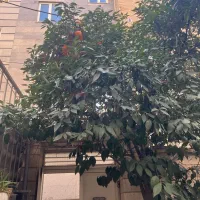 کلنگی-100متر-در-دو-طبقه-ونیم-سلسبیل