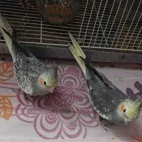 عروس هلندی