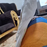 عروس هلندی گمشده