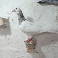 سا ر|پرنده|گنبد کاووس, |دیوار