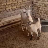 چند عدد بز  کره الپا ن
