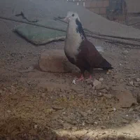 کفتر کربلایی نر