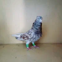 کوهی دمسفید نر