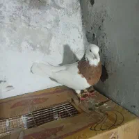 کفتر طوقی