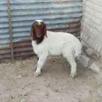 بره نرشیرمست
