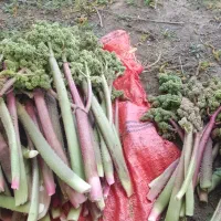 ریواسی|عمده‌فروشی|جعفرآباد, |دیوار