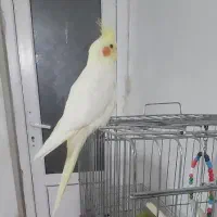 عروس هلندی ماده