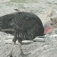 بوقلمون ماده برنز