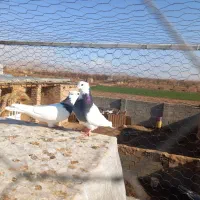 پرنده|پرنده|اسفراین, |دیوار