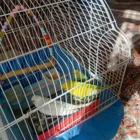 مرغ عشق|پرنده|قرچک, مهدیه|دیوار