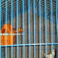 جفت فنچ با تخم