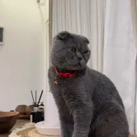 گربه نر اسکاتیش جهت جفت گیری