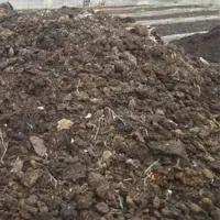 کود گوسفندی آفتاب خورده بدون اشغال.۴نیسان