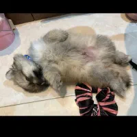 سگ پامیر باهوش