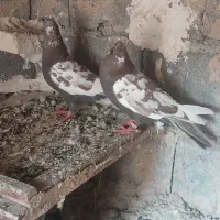 سینه ای میداوود