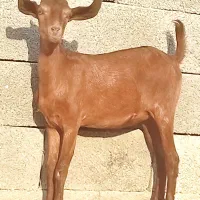 کهره ماده صلاله