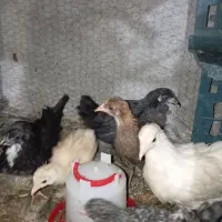 جوجه مرغ