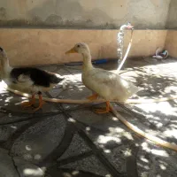 اردک